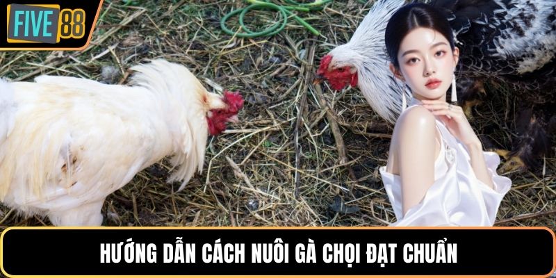 Hướng dẫn cách nuôi gà chọi đạt chuẩn